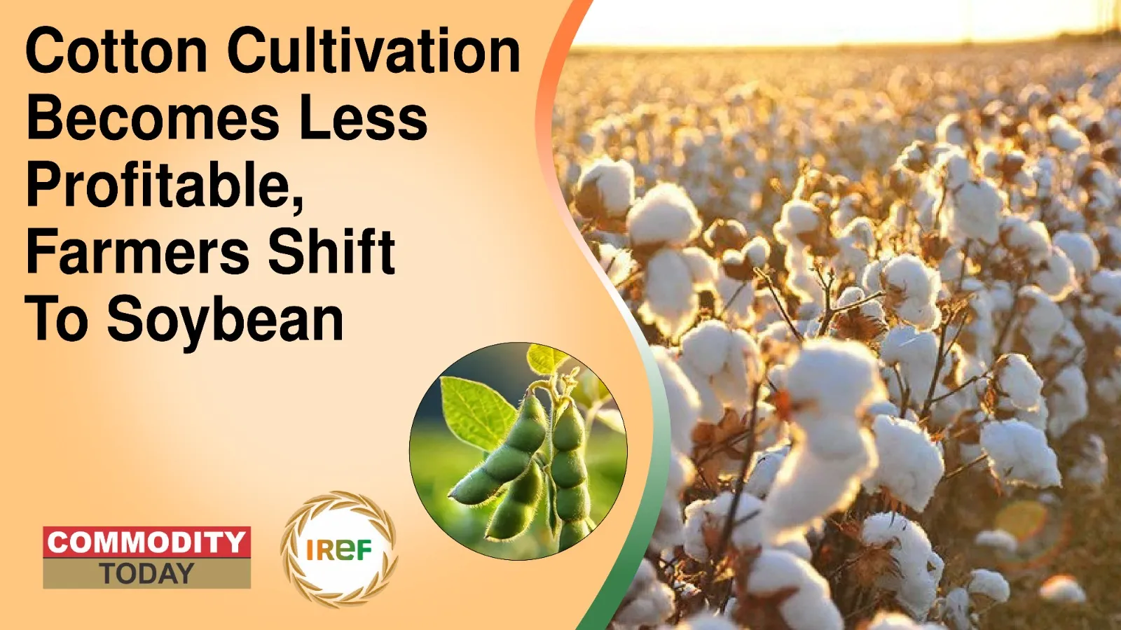 Cotton Cultivation Becomes Less Profitable, Farmers Shift To Soybean
