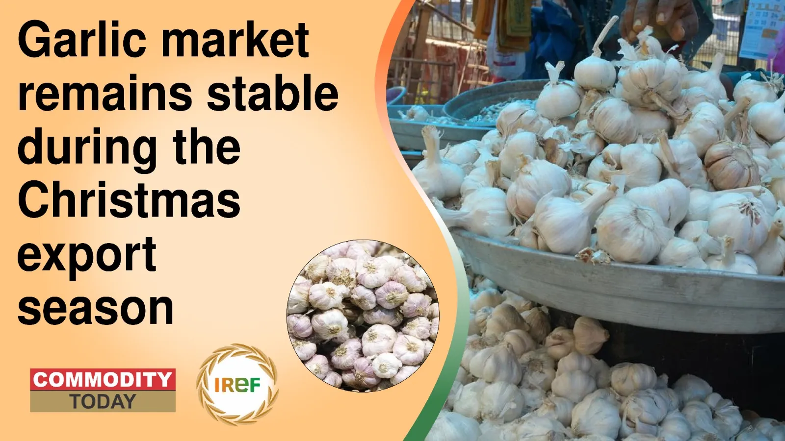 Garlic market remains stable during Christmas export season
