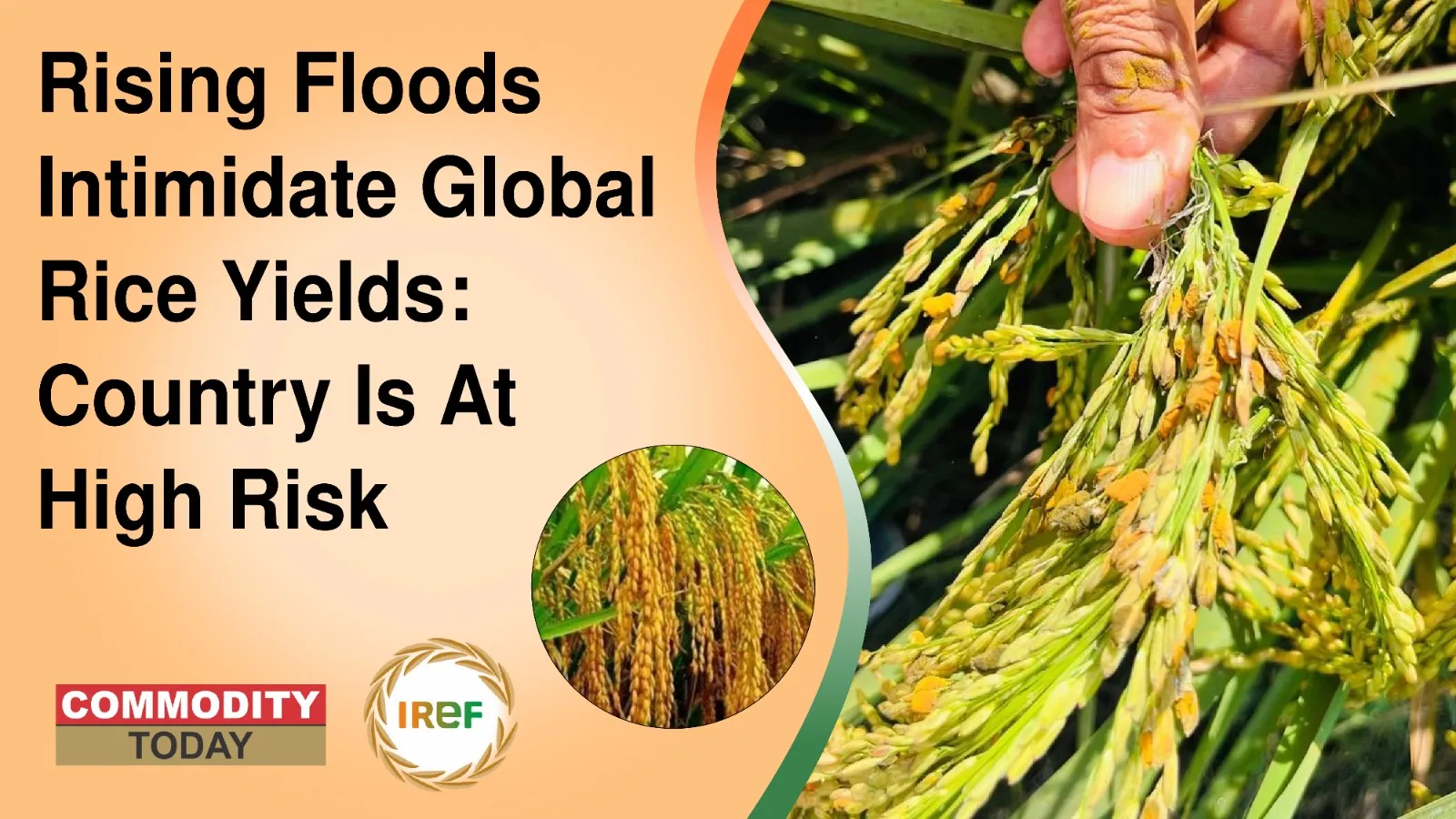 Rising Floods Intimidate Global Rice Yields: Country Is At High Risk