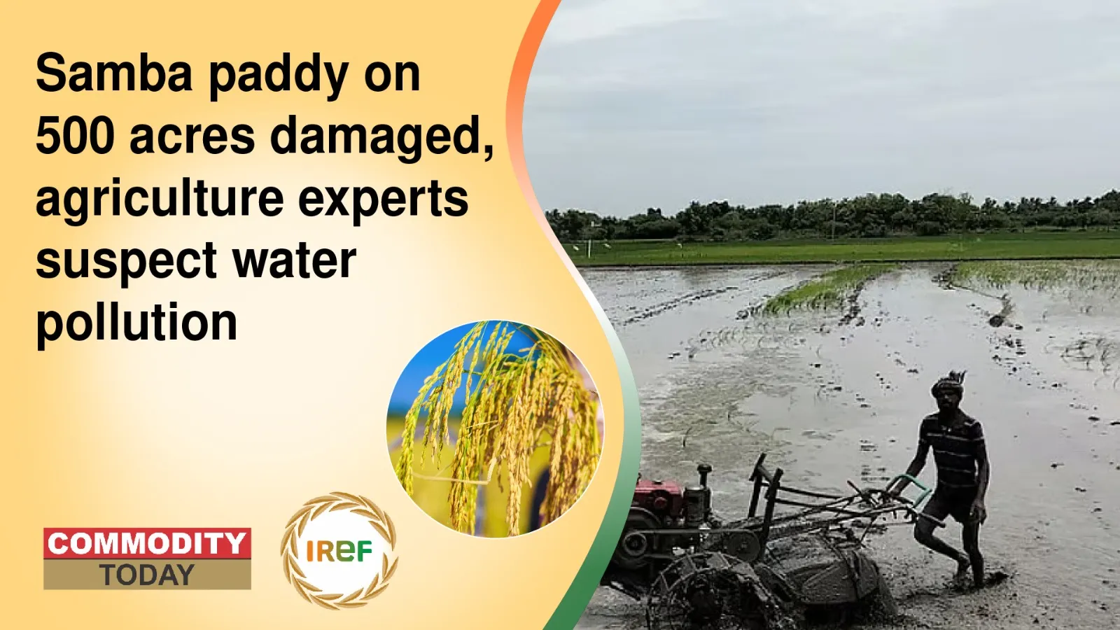 Samba Paddy on 500 Acres Damaged, Agriculture Experts Suspect Water Pollution