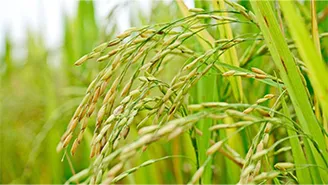 India Becomes Top Rice Producer, But Farmers Are Running Out Of Water