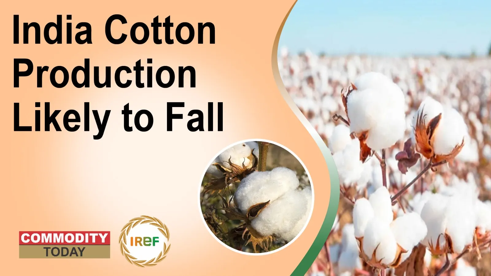 India Cotton Production Likely to Fall in 2025-26, Imports and Exports Also Seen Lower