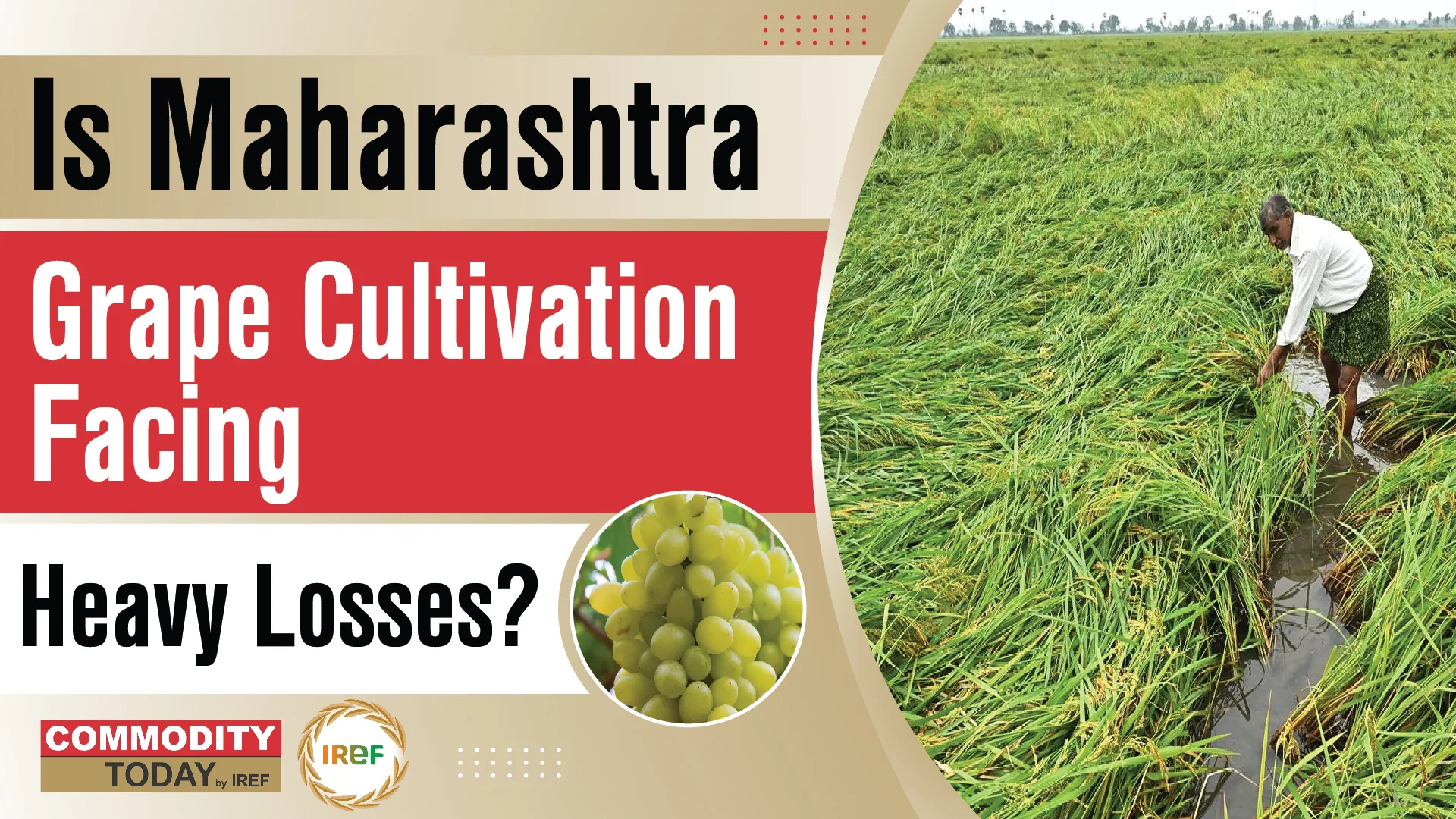 Maharashtra Grape Cultivation Suffers Heavy Losses, Raisin Exports Decline