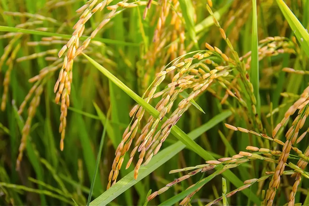 China Develops World’s First Clone-Hybrid Rice That Significantly Boost Global Output