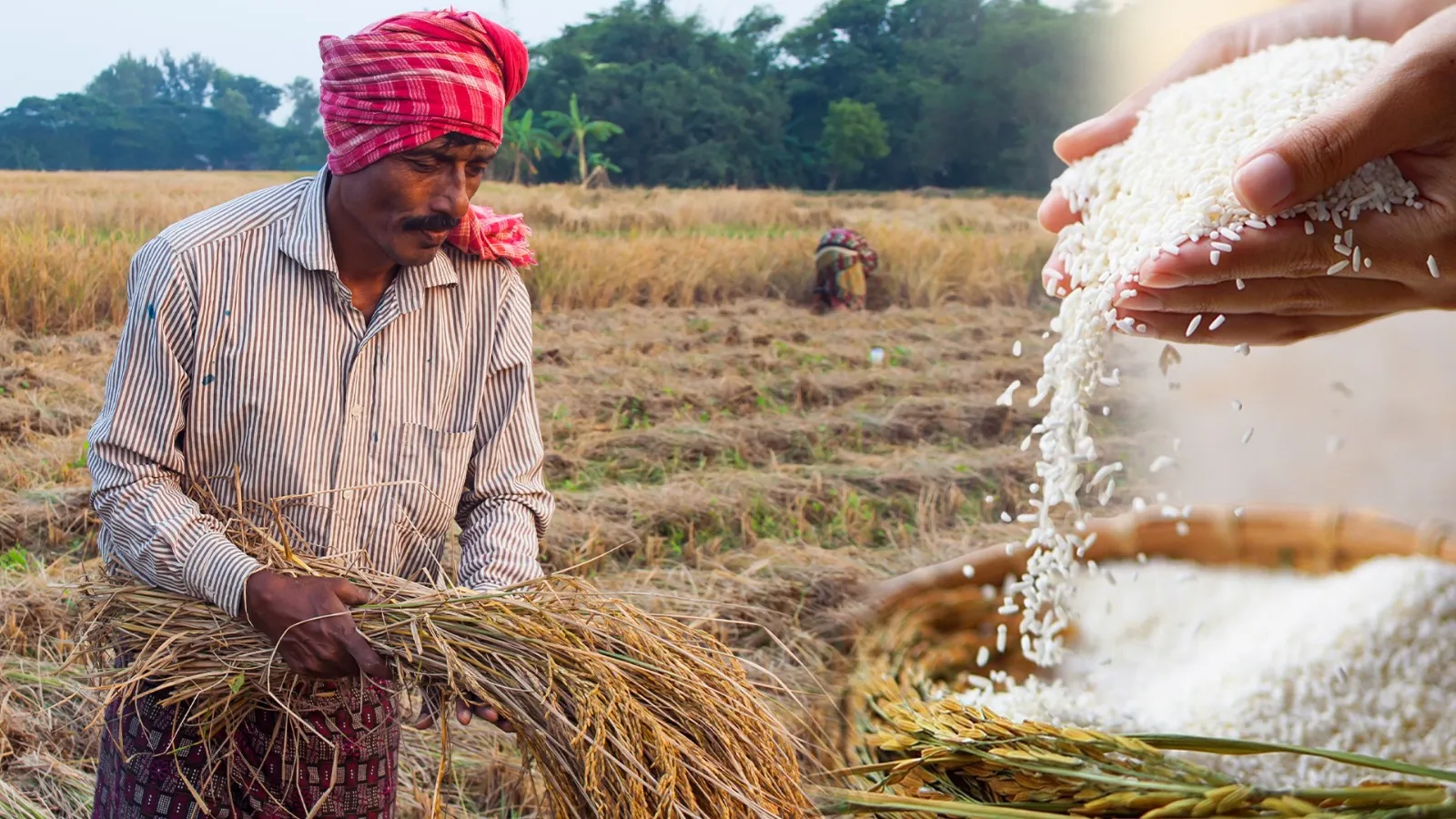 Farmers and procurement agencies have breathed a sigh of relief