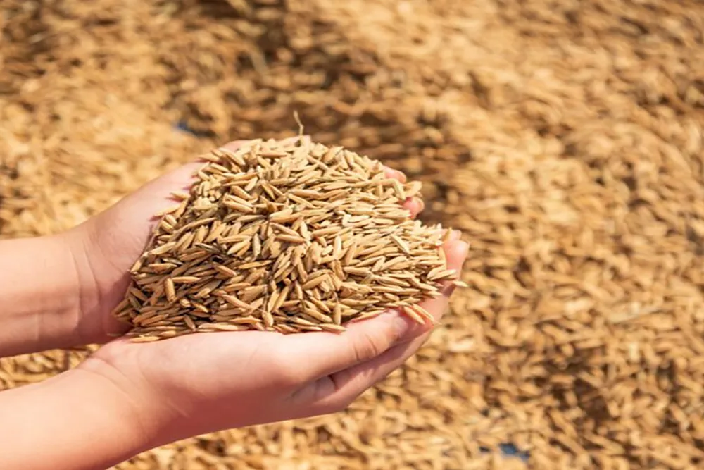 Ghana Government Rolls Out Nationwide Milling Programme To Absorb Surplus Paddy Rice