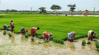 India Surpasses China To Become The World’s Top Rice Producer​