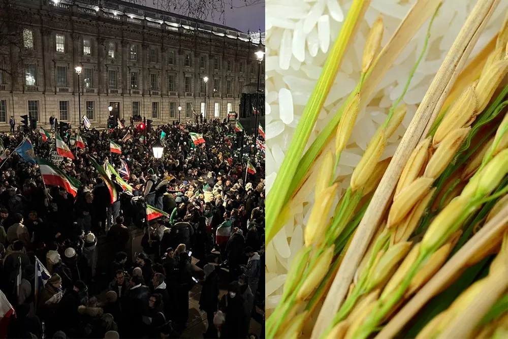 Iran Civil Unrest Impacts India’s Basmati Rice Exports, Domestic Prices Drop