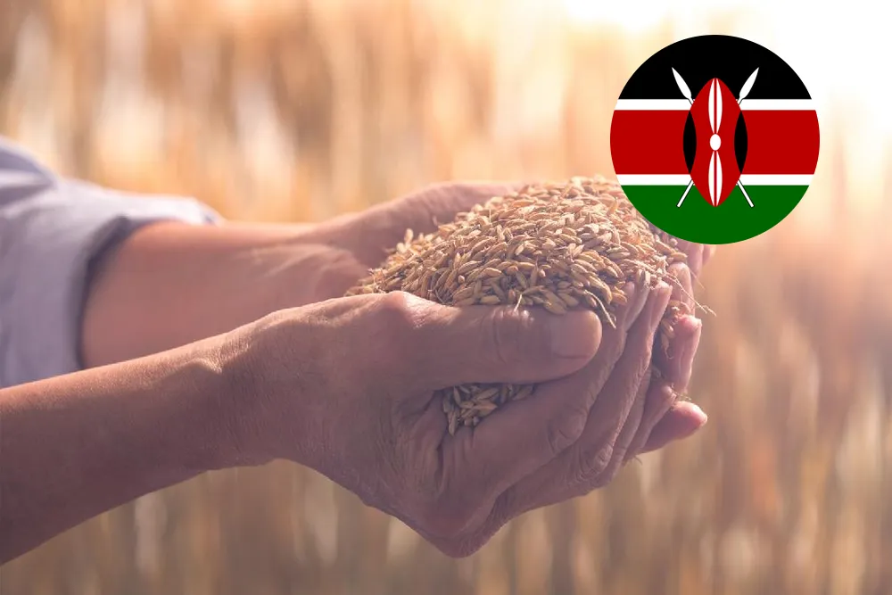 Kenya Battles Food Security Test as Court Weighs Rice Import Policy