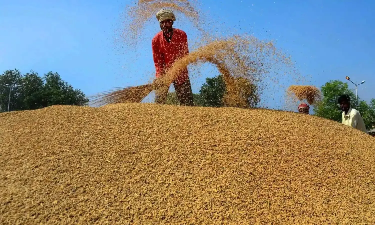 Kerala govt to transfer paddy procurement to cooperative societies