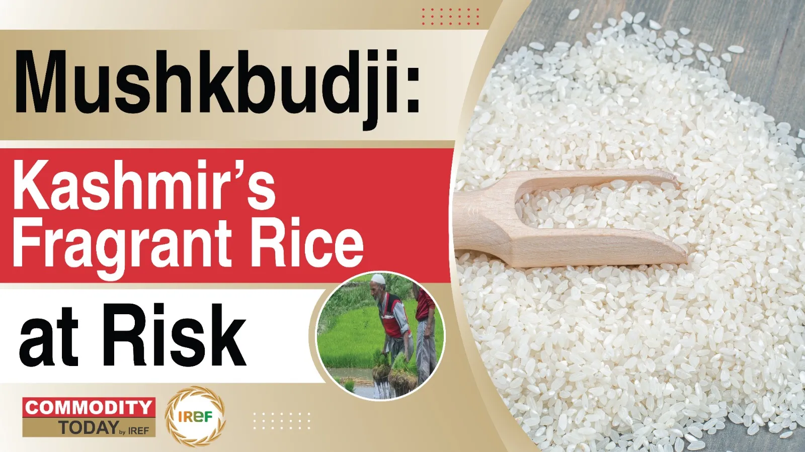 Mushkbudji Rice Tale: The Fragrant Rice Of Kashmir Is At Risk