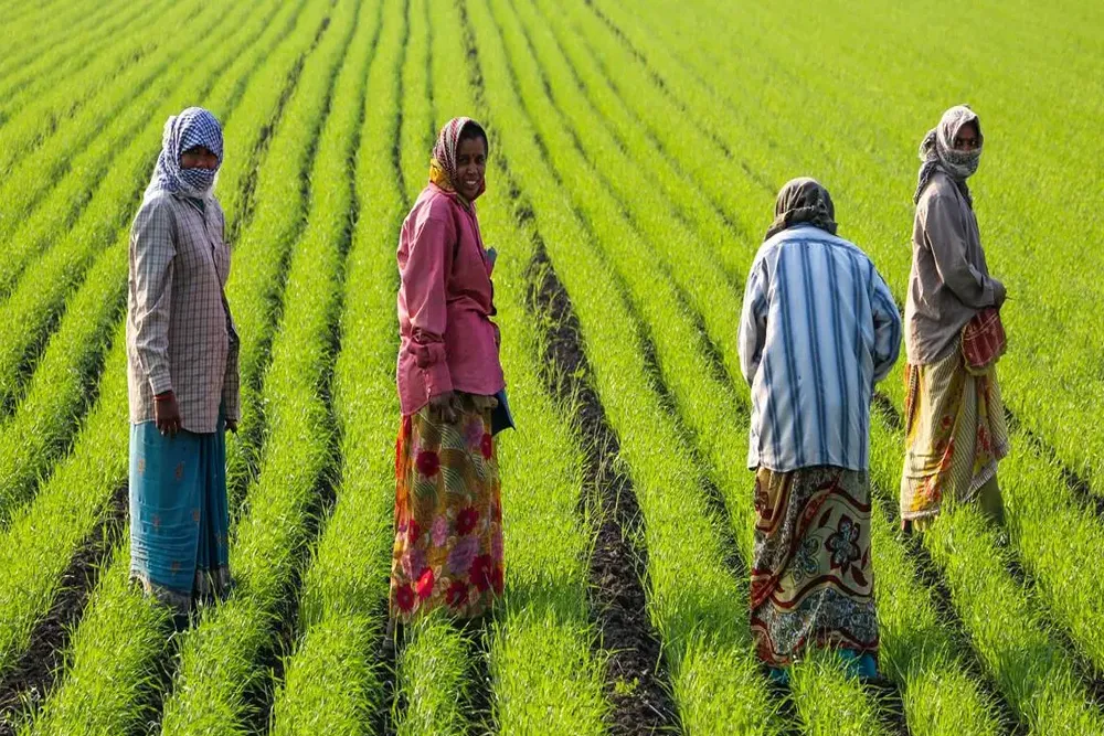 Paddy Prices Increase by 30 per cent as Samba Harvest Picks up pace in Tamil Nadu