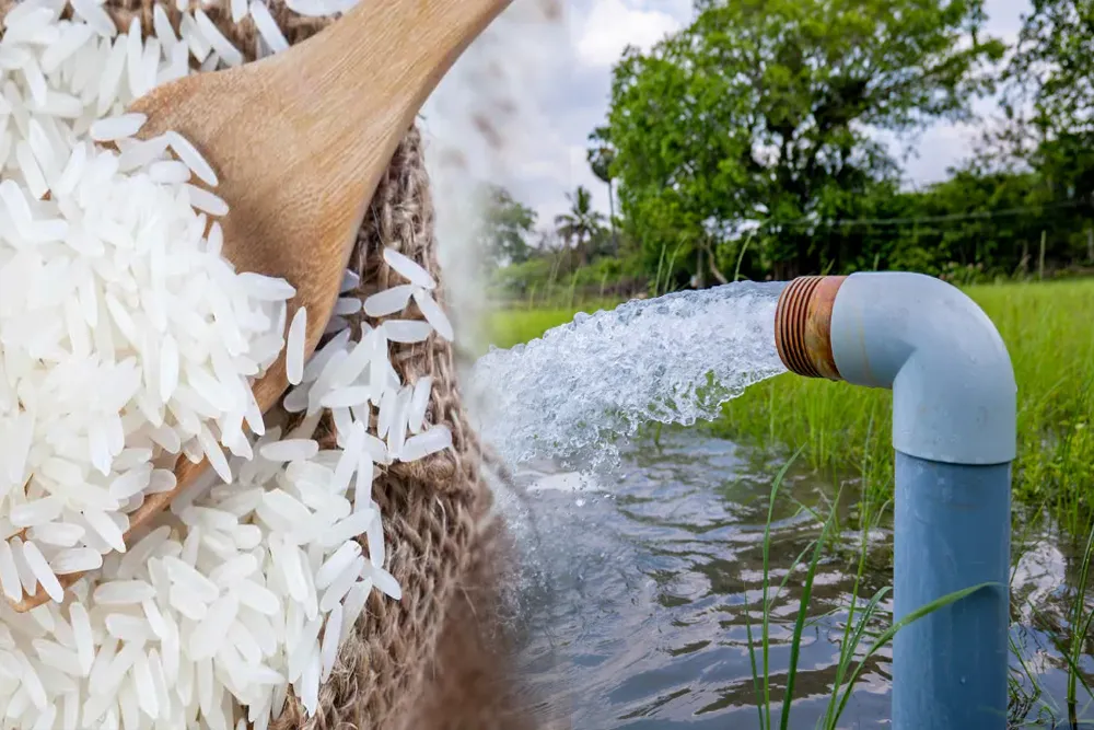 PhilRice Highlights Proper Water Management To Ensure Healthy Rice, Quality Yield