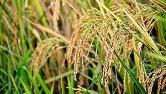 Punjab Helped India Dethrone China In Rice Production