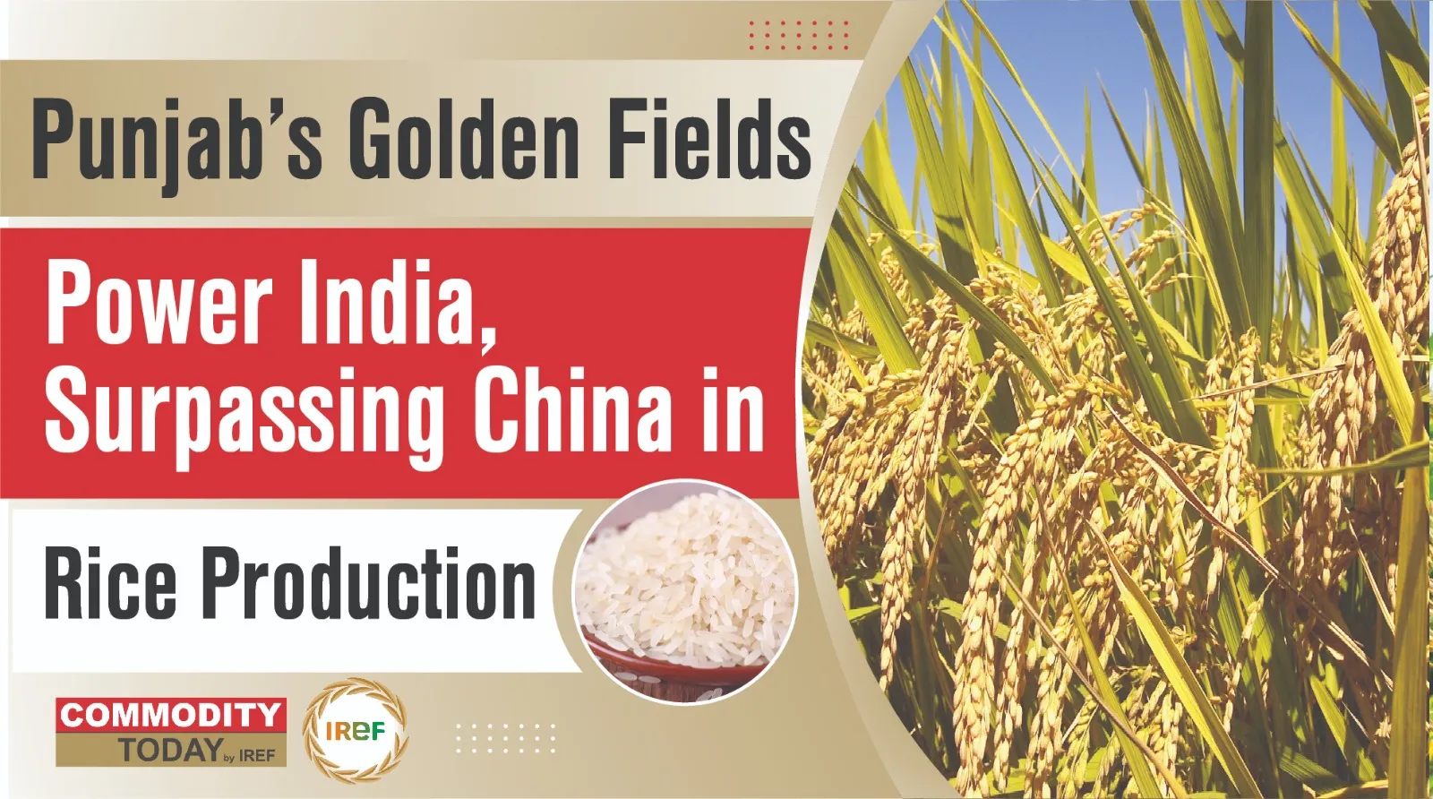 Punjab’s Golden Fields India Surpasses China in Rice Production