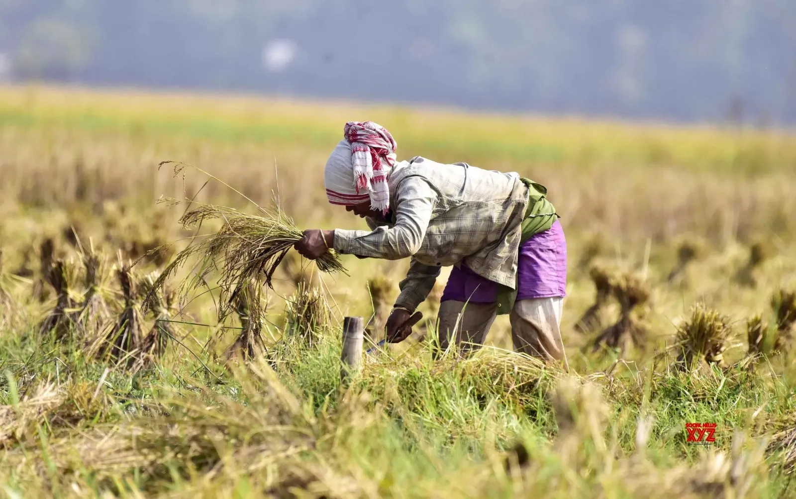 Rice farmers in the Philippines face more pressure as imports continue