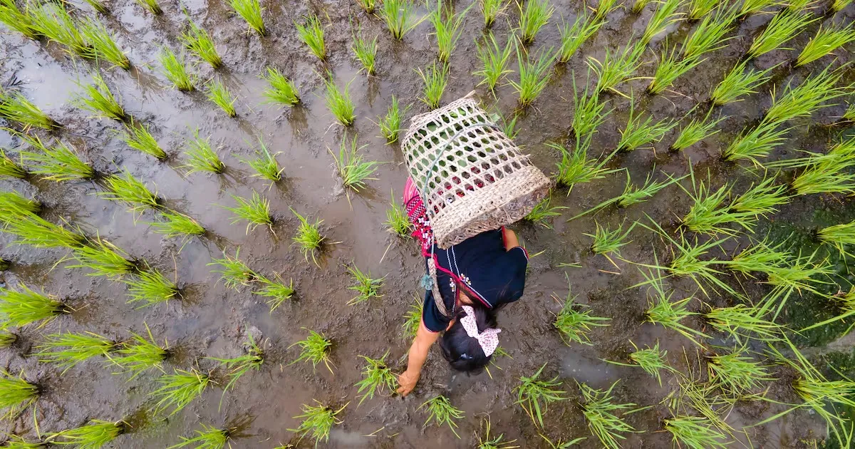 Vietnam recognises 71,000 Tonnes of Low Emission Rice Under National Green Farming Programme