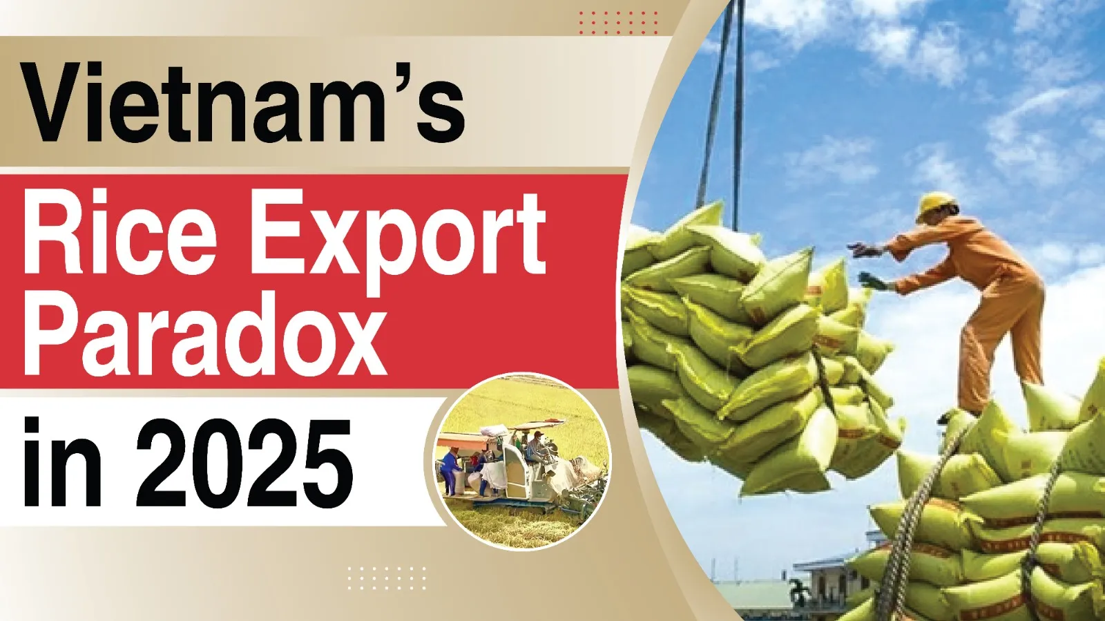 Vietnam’s Rice Export Paradox in 2025: High Volumes, Falling Prices and Rising Competition