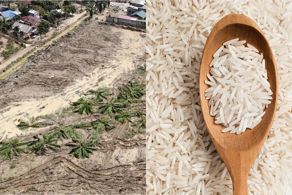 Aceh revises 2026 rice target after flood damage