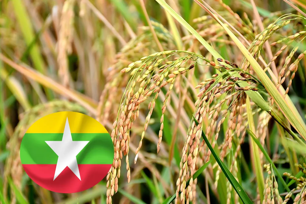 Experts Share Market Insights At Rice Milling Tech Training