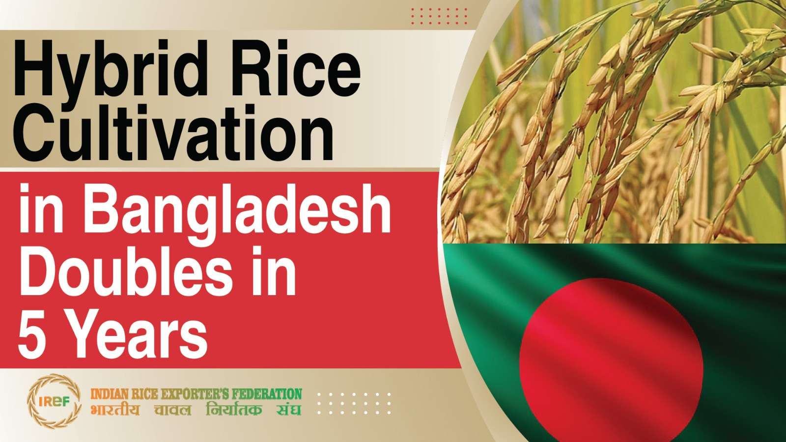 Hybrid Rice Cultivation in Bangladesh Doubles in Five Years, Production Share Reaches 19%