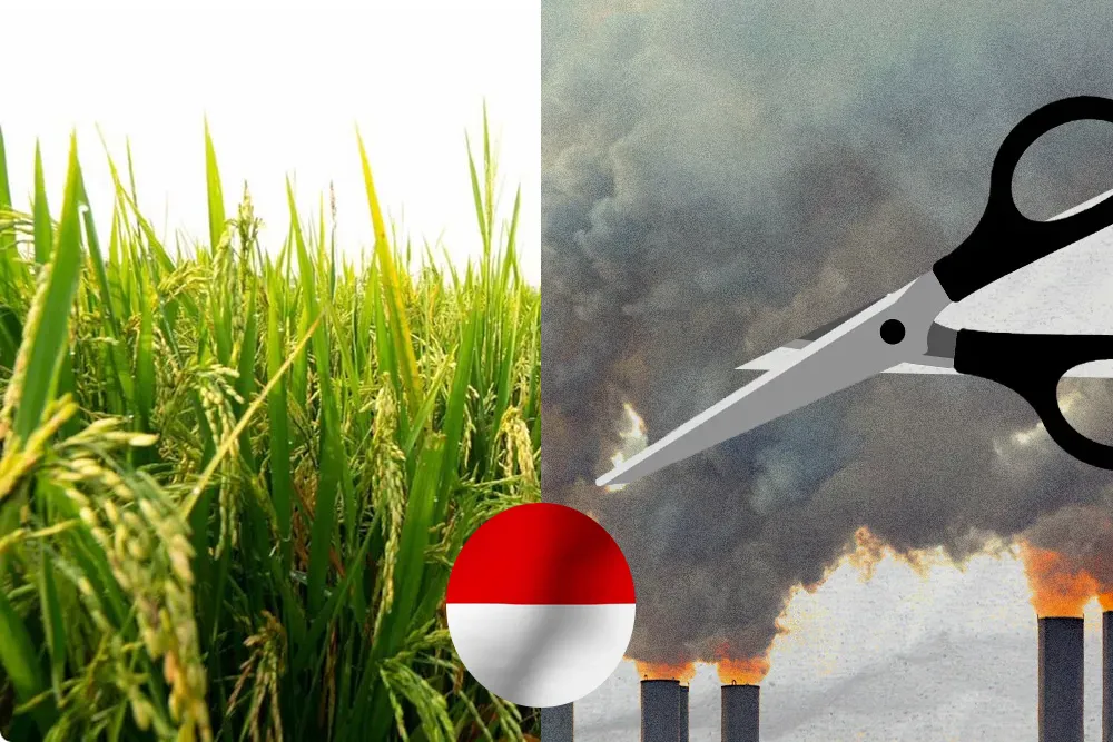Indonesia Launches Biochar Guide to Boost Rice Yields and Cut Emissions