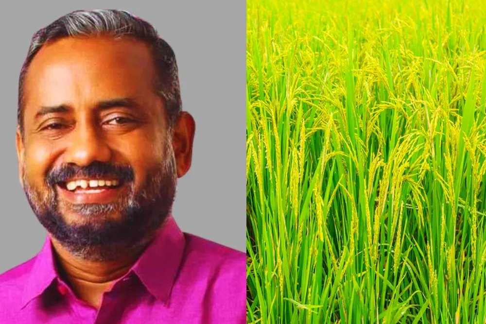 Kerala Minister Dismisses Centre’s Advice To Stop Incentive For Rice Cultivation 