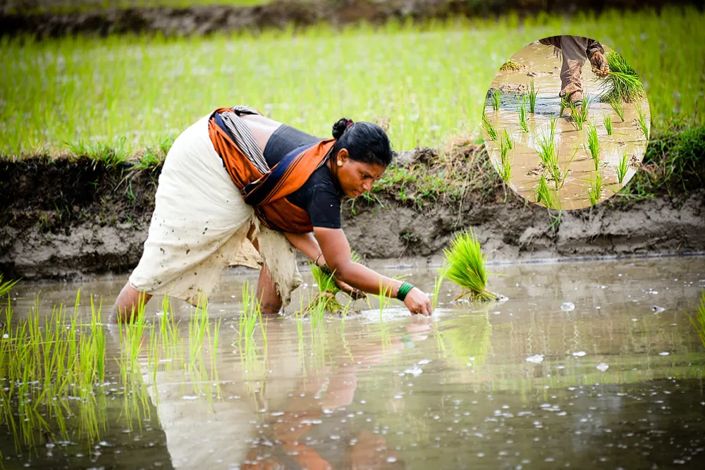 Kerala’s Paddy Output Shrinks Amid Falling Acreage and Rising Costs
