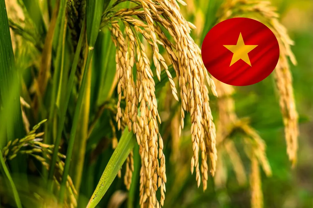 Rice Sector Restructuring Needs State- Enterprise- Bank Collaboration Experts