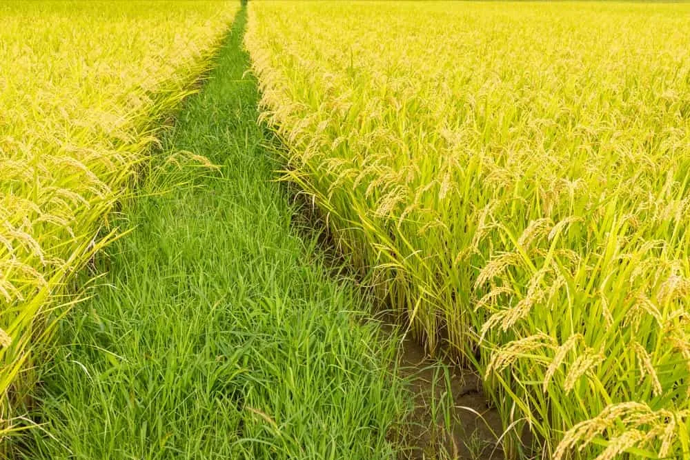 Targeted Investment In Direct-Seeded Rice Crucial To Climate-Resilient Farming IRRI Study