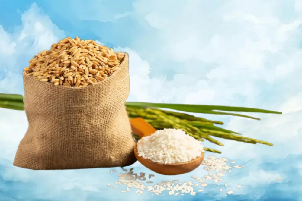 India’s Rice Output May Drop, Raising Concerns Over Prices and Exports