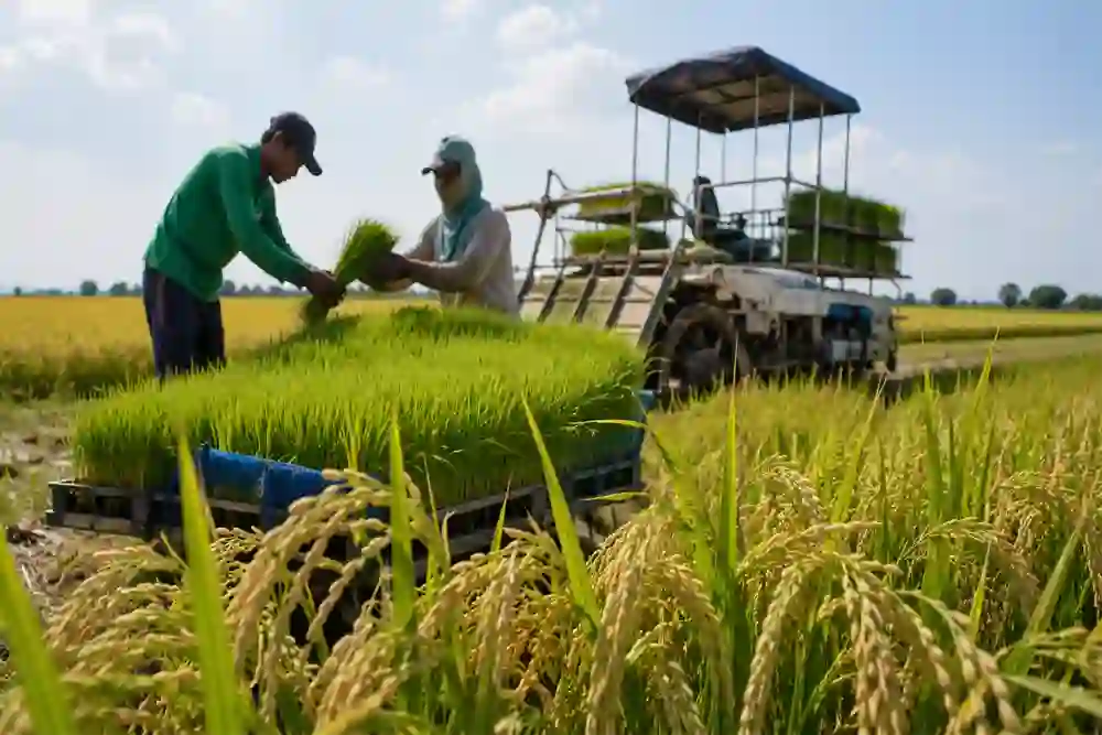 Indonesia Bets Big On High-Yield Rice Seeds This Time