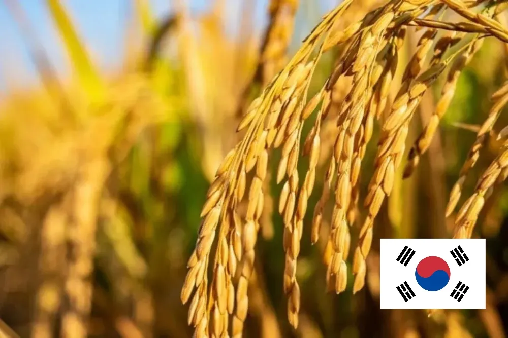 South Korea’s Rice Production Seen Dropping 0.6% in 2026. Here’s Why?