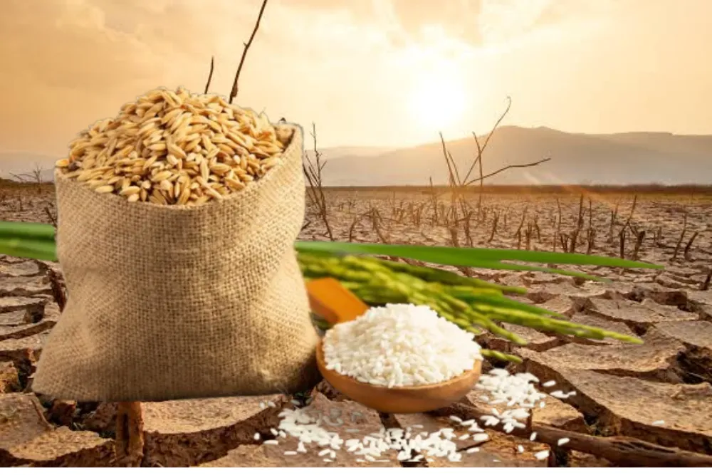 Why Rice, Wheat and Pulses Remain Prices Firm?