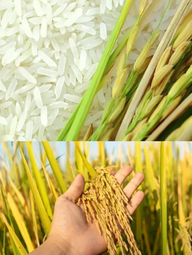 Top 5 Rice-Producing Countries in the World | IREF Web Stories | IREF